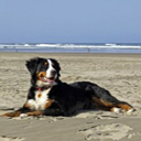 Dog friendly beaches in South Devon